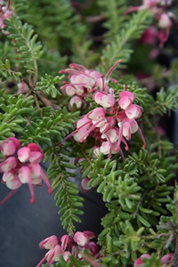 Grevillea Mt Tamboritha